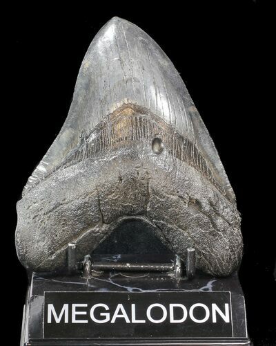 Large, Megalodon Tooth - South Carolina #43034